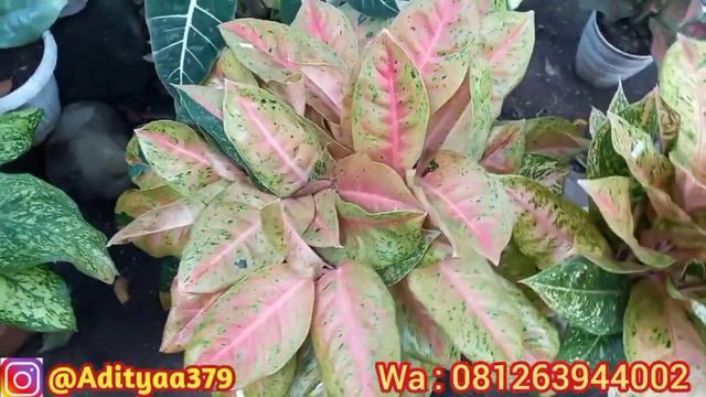 Gratis Karantina || Rivew Harga Aglonema & Caladium смотреть онлайн