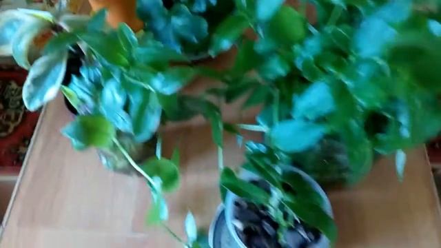 Цветущие пеларгонии и растения по обмену. смотреть онлайн