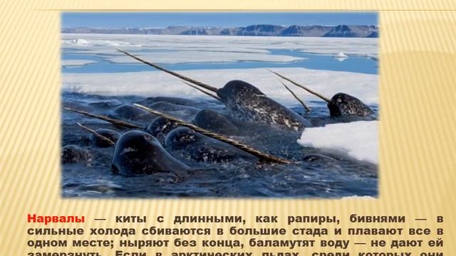 Презентация "Объединения животных" смотреть онлайн