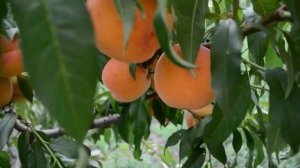 Персик колоновидный Сувенир Ростов-на-Дону | Dulce Gardens