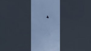 Гуково, серпастые голуби Олега.