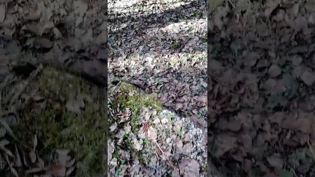 Собираем мох в лесу для Ахатин смотреть онлайн