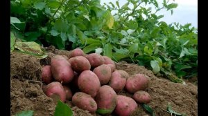 Сорт картофеля «Палац»