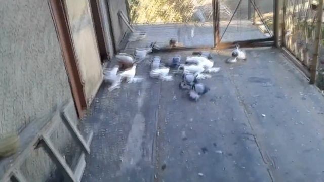 СЕВЕРОКАВКАЗСКИЕ СИЗЫЕ ГОЛУБИ /  PIGEONS / TAUBE