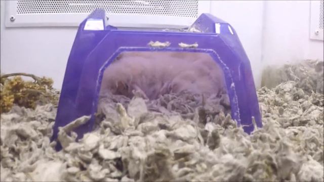 138#. Зоомагазин 'Petco'. NYC 2015 г.