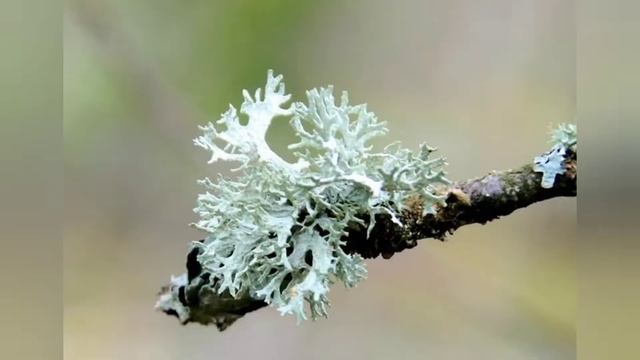 Исландский мох польза и вред