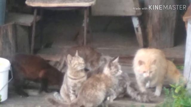 Мои коты. смотреть онлайн
