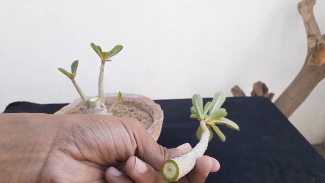 Adenium Bonsai Tutorial Step-by-Step Guide to Training and Pruning смотреть онлайн