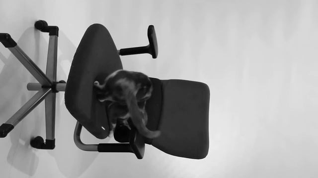 кошка люсьен и лазер смотреть онлайн