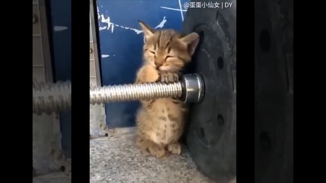 011 Животные СОО Милые Милые зверюшки Видео Подборка милейших моментов животных 7 011 смотреть онлайн