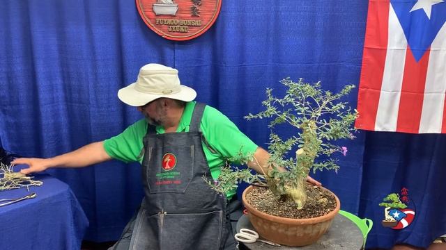 Initial bonsai design "desmodium" смотреть онлайн