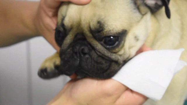 Pug nose fold cleaning tutorial - Dog grooming video guide смотреть онлайн