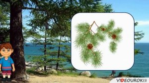 Разнообразие растений