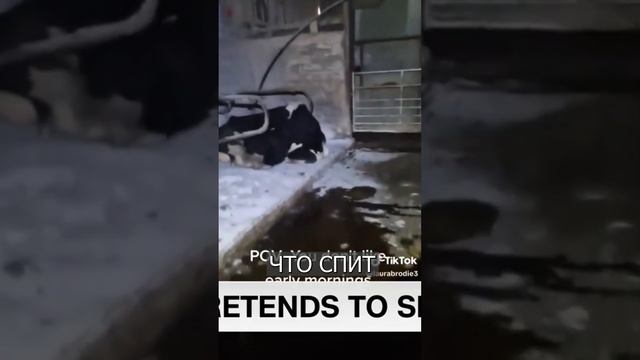 Корова притворяется СПЯЩЕЙ, чтобы не доили смотреть онлайн