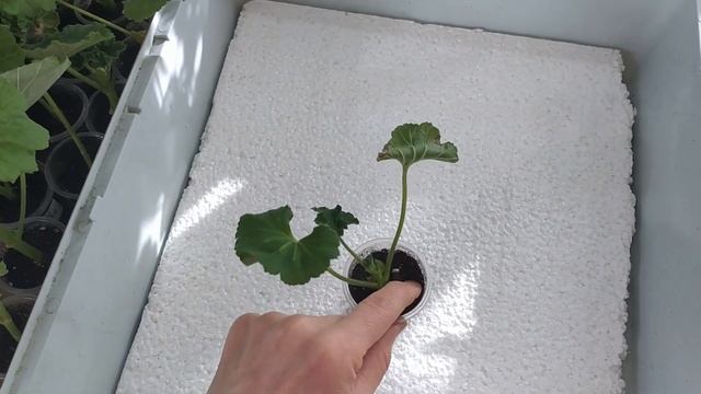 Герань ЧЕРЕНКИ зимой 3 ! Полезно всё знать! Полив и СТАРтёры герани! смотреть онлайн