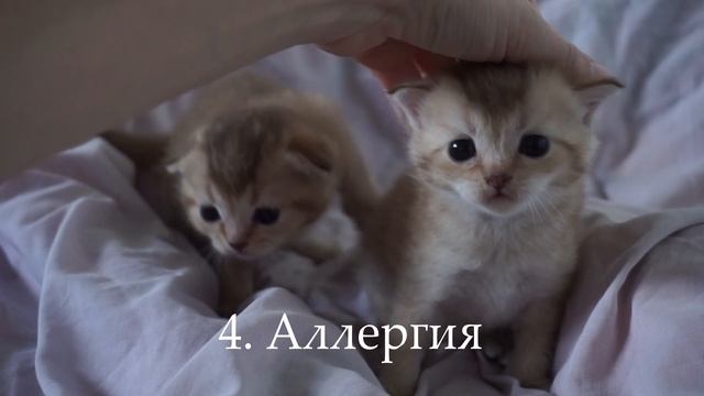 ТОП 5 причин почему у кота текут глаза смотреть онлайн