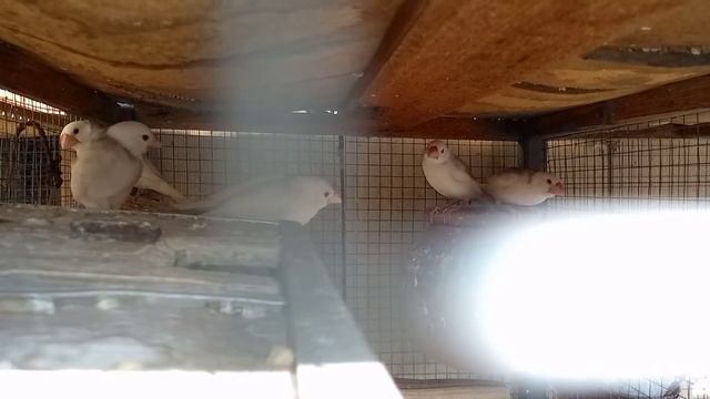 white #Java #finch #birds Le aaya Hoon 4 pair смотреть онлайн