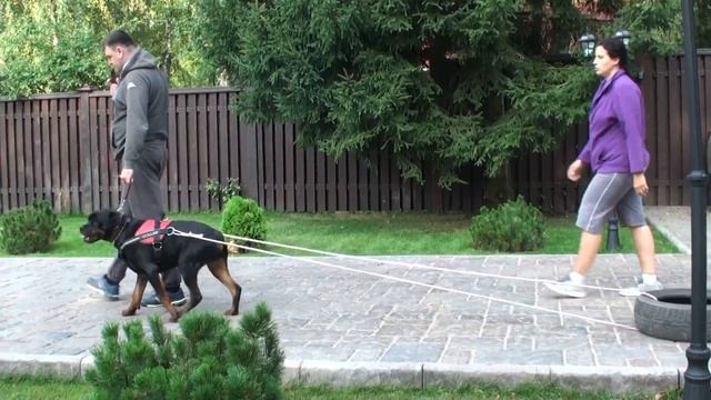 ДТ-25. Ротвейлер - как накачать мышцы. смотреть онлайн