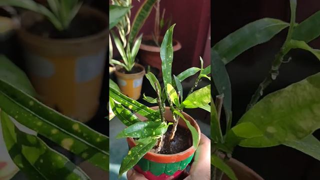 Gold Dust, Syngonium, and Aloe-Vera को अपने गार्डन में कैसे दोगुना करें?Vlog-96 смотреть онлайн
