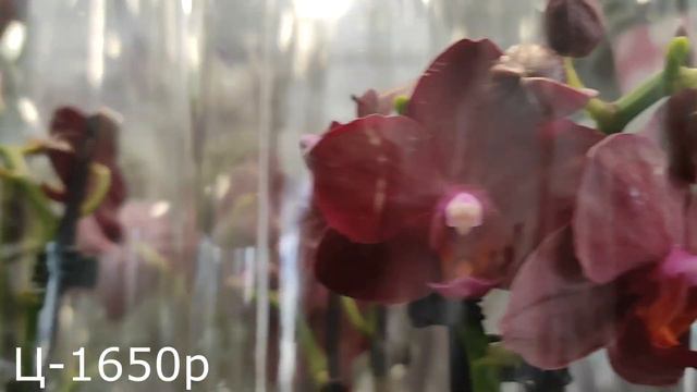 №474/ РОСКОШНЫЕ, СОРТОВЫЕ орхидеи в маг. ОРХИДЕЯ смотреть онлайн