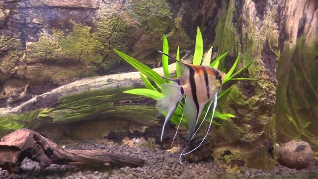 Нерест Скалярий манакапуру в общем аквариуме 01 05 19 смотреть онлайн