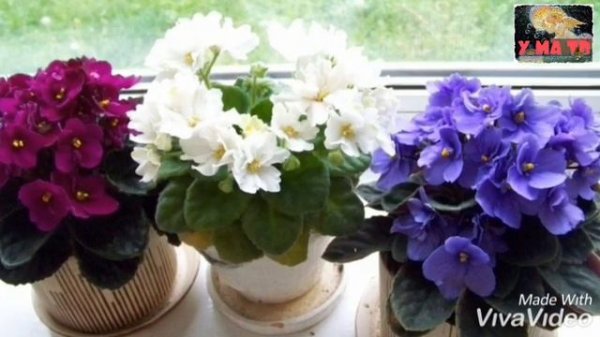 Фиалки.(исп.М.Магомаев)