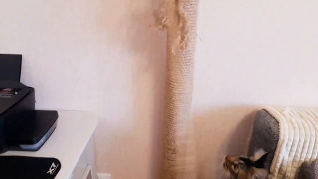 Наша когтеточка. Мейн кун Сева. смотреть онлайн