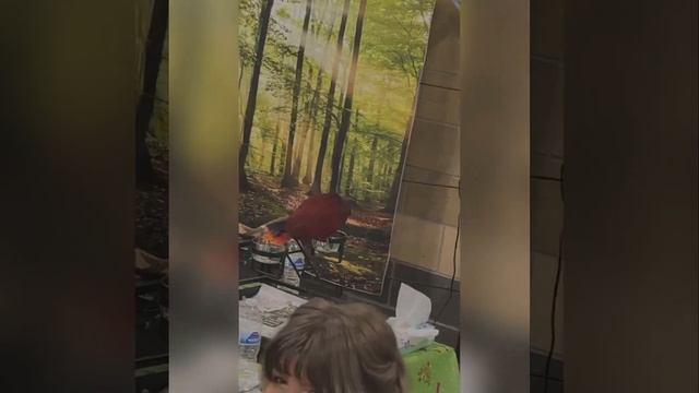 PACNWRS JAN 2023 #PNW #reptileshow #pacnwrs #ballpython #python #tarantula #hognose #hognosesnake смотреть онлайн