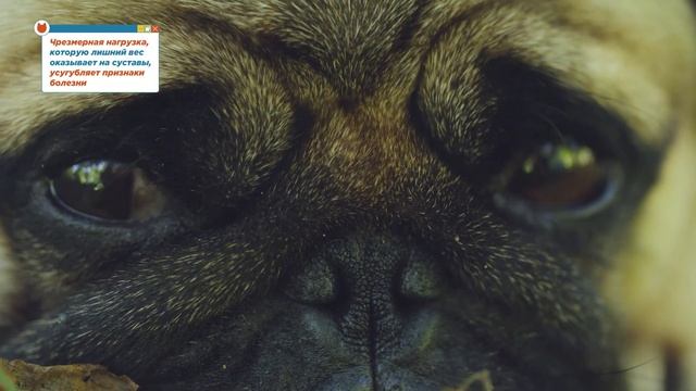 Учебник по Творческому Самовыражению