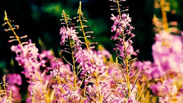 Медитация| Встреча с внутренним родителем смотреть онлайн