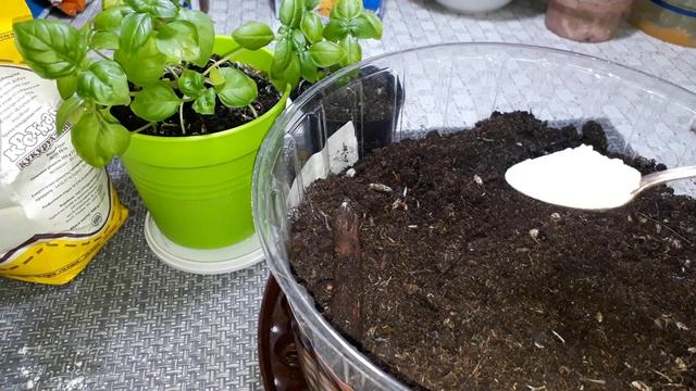 Готовьте вёдра для урожая! Полейте рассаду крахмалом и смотрите что будет смотреть онлайн
