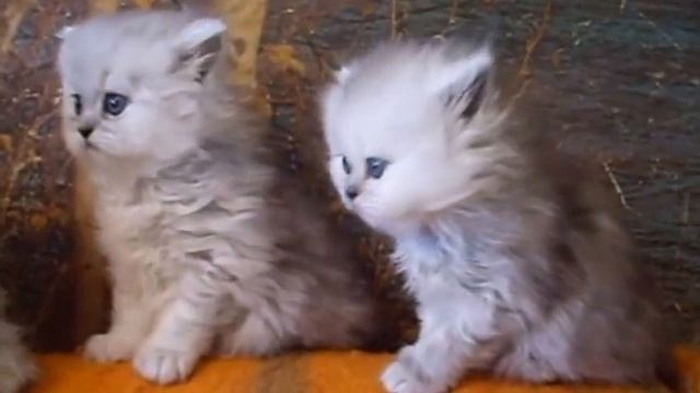 Котята - персидские серебристые шиншиллы смотреть онлайн
