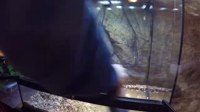 Pantherophis Guttatus : Petits conseils смотреть онлайн