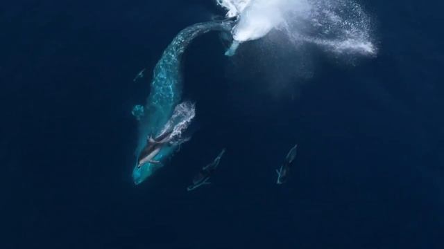 Релакс -Киты и дельфины китыдельфиныnewagewhalerelax