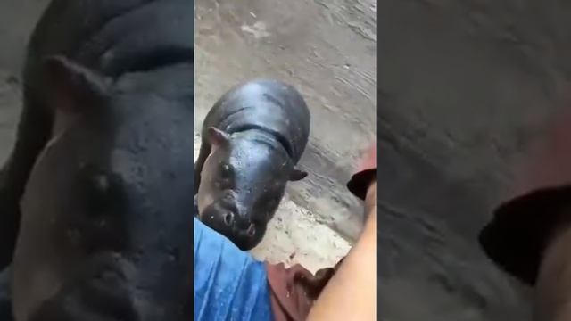 -=Внимание! Детёныш карликового бегемота пытается съесть человека?=- смотреть онлайн