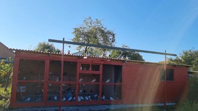 Голуби такла билет домой или ??? Pigeons takla ticket home or ??? смотреть онлайн