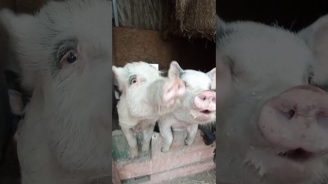 Завтрак для хрюшек смотреть онлайн