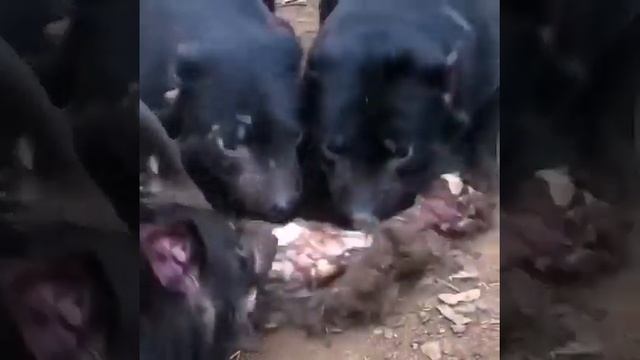 Тасманийские дьяволы обедают смотреть онлайн