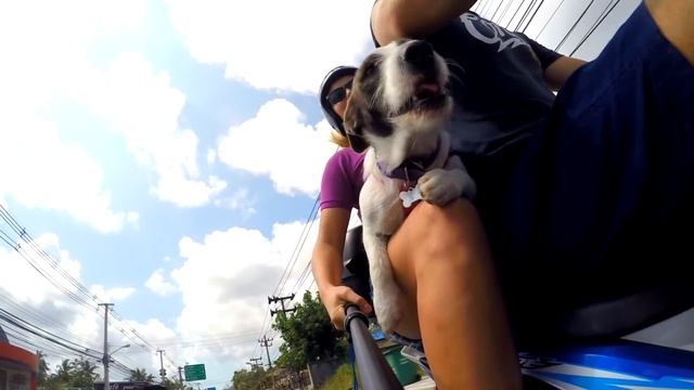 АРХИВ. Жизнь на САМУИ в ярких красках. Life on Koh Samui смотреть онлайн