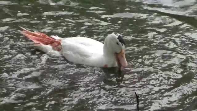 Тест Panasonic HC-V760 смотреть онлайн