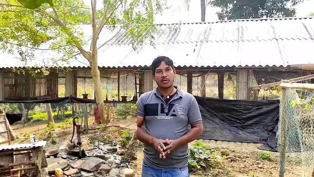 ଗାଉଁଲି ଦେଶି କୁକୁଡ଼ା ଚାଷ | low invest farm |desi kukuda palana odisha | desi chicken farming смотреть онлайн