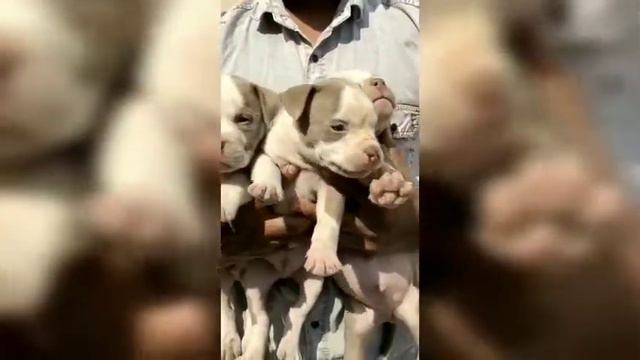 American bully puppy for sale 🐶🐶 смотреть онлайн