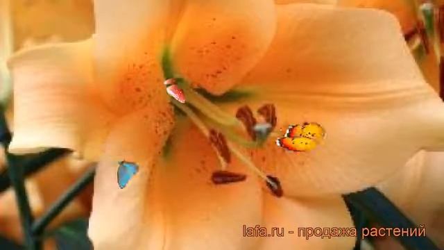 Лилия от-гибрид Салтарелло ? обзор: как сажать, луковицы лилии Салтарелло смотреть онлайн