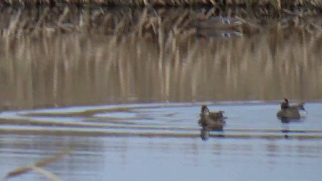 Охота с чучелами из зимней палатки смотреть онлайн