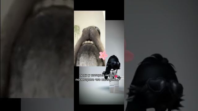 Люди без дп смотрите что вы теряете 🤣 смотреть онлайн