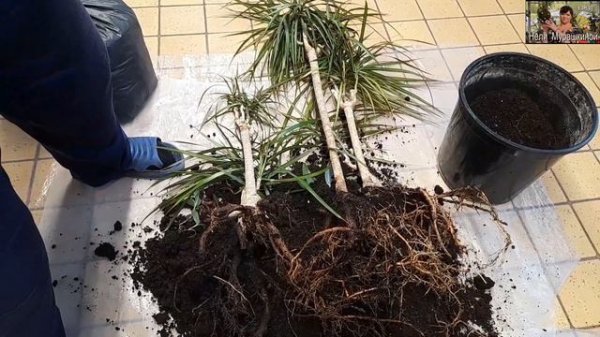 Очередная пересадка. Драцена Маргината.