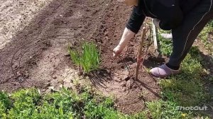 Как правильно сажать огурцы! Сажаем огурец "Кустовой"