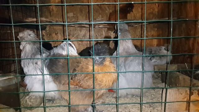 Козий цирюльник. Стрижка козьей бороды. смотреть онлайн