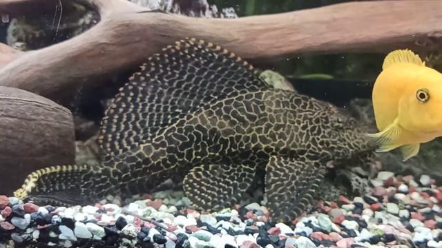 Птеригоплихт (Парчовый сом) – гигантский сом прилипала