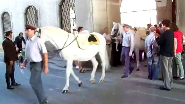 Spanische Hofreitschule Wien смотреть онлайн